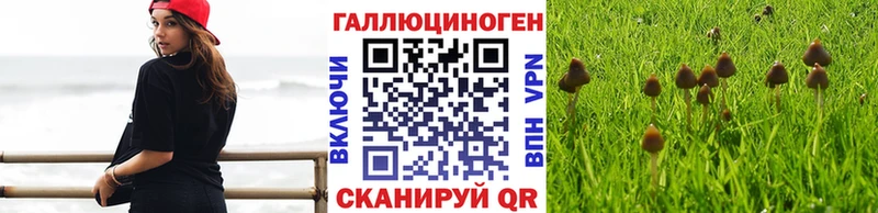купить наркотики цена  Шуя  Галлюциногенные грибы мицелий 